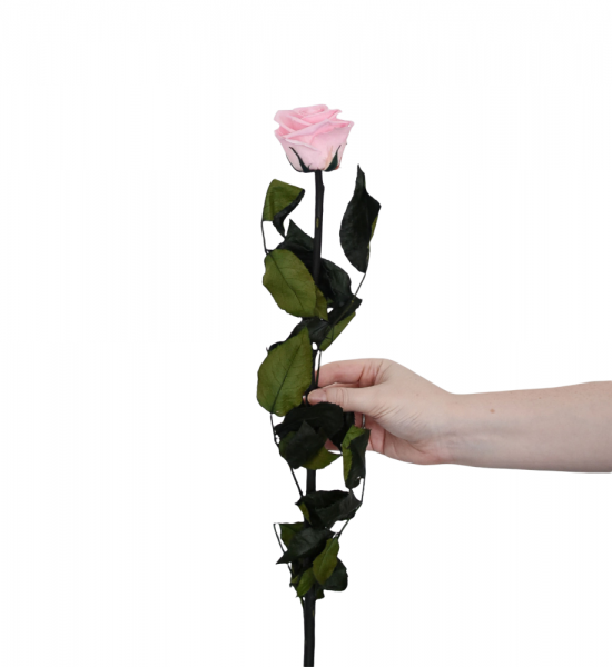 PREMIUM Rose mit Stängel - Rosa