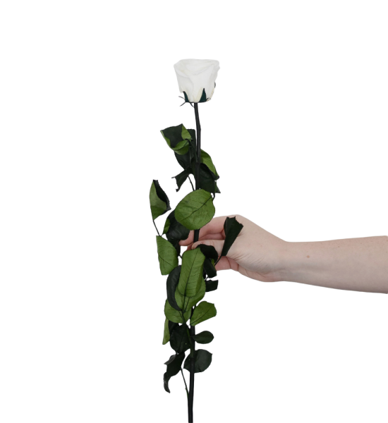 PREMIUM Rose mit Stängel - Weiß