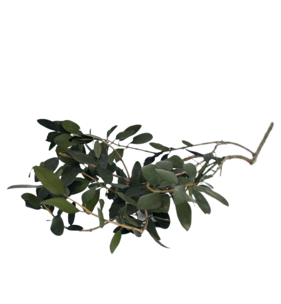 Olivenzweig konserviert